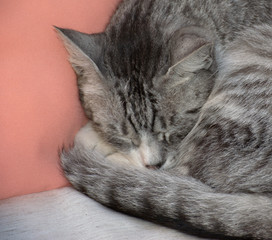 Cute kitty sleeping on a pillow on a chair closeup