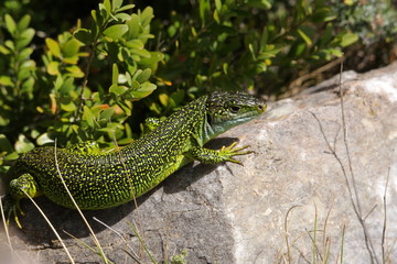 Lézard vert occidental (lacerta bilineata)