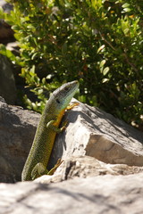 Lézard vert occidental (lacerta bilineata)