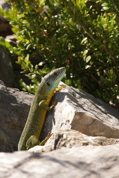 L&eacute;zard vert occidental (lacerta bilineata)