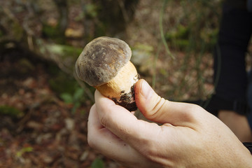 porcino mushroom