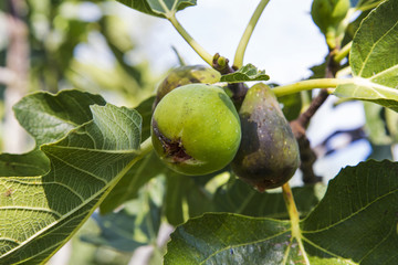 Fig