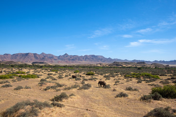 Fototapeta na wymiar Deserto della Namibia con Elefanti