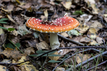 amanita muscaria or fly agari mushroom growing in a forest in au