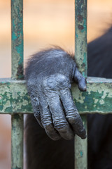 Hinter Gittern...