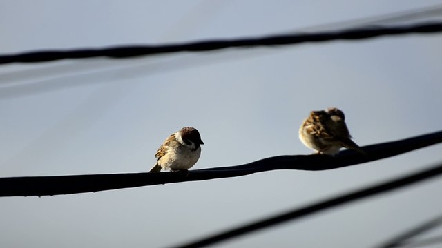 sparrow bird