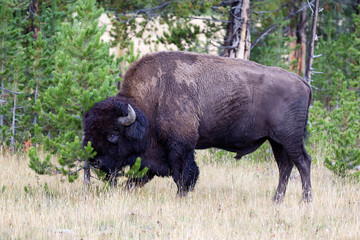 Large Buffalo rubbing head against small Pine Tree