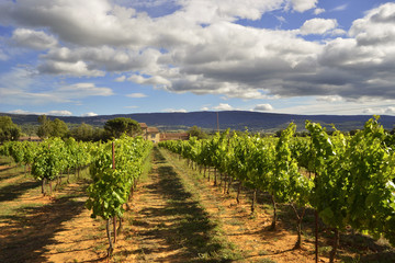 Fototapeta na wymiar Vignes dans le département du Vaucluse en région Provence-Alpes-Côte-d'Azur, France