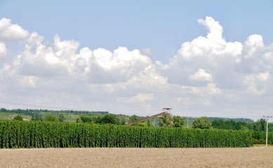 Ernte in der Landwirtschaft