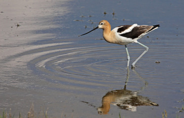 Poised American Avocet