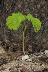 Sprout tamarind
