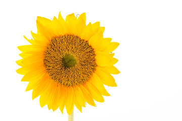 Obraz premium Sunflowers