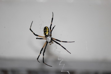 Writing Spider