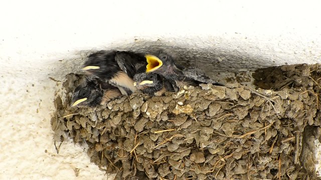 Baby Swallows in a Nest