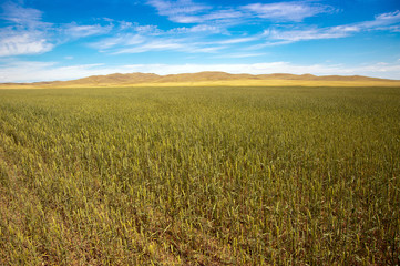 wheat field.