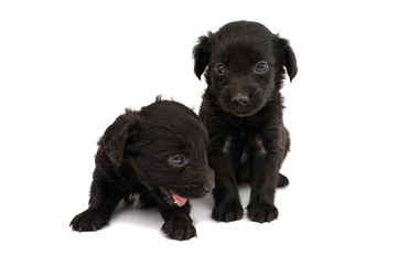 Naklejka premium spaniel puppy