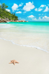 Fototapeta na wymiar Sea star at beach Anse Georgette at Praslin, Seychelles