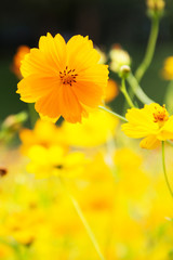 Yellow summer flowers