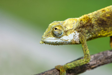 Calumma tigris - Seychelles chamaleon portrait, endemic