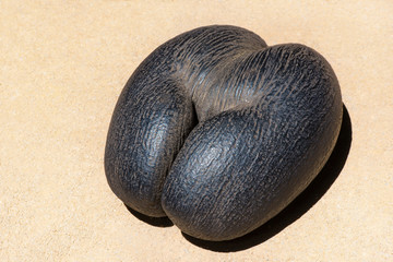 Fototapeta premium female Coco de Mer - Seychelles Sea Coconut at the sand