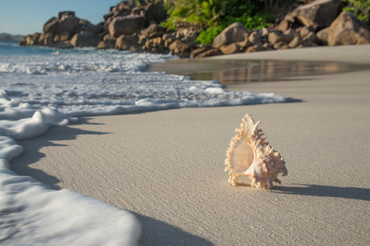 Seashell at beach Anse Georgette, Praslin, Seychelles