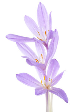 Colchicum