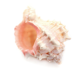 Seashell isolated on white