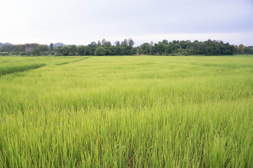 Paddy green rice or green Rice field.