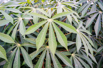 Fresh green cassava leaf background.