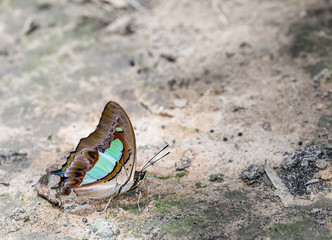 Commob Nawab butterfly