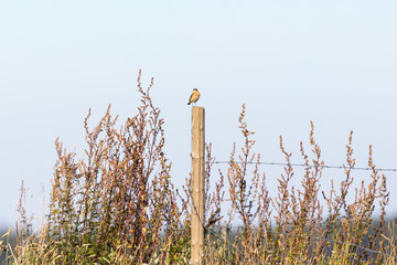 Whinchat on a pole