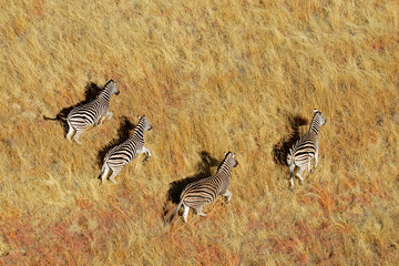 Aerial view of Plains Zebras in grassland