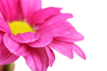 Water drops on chrysanthemum petals, close-up