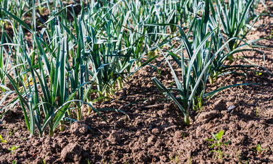Small leek plants from close