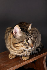 Grey cat on wooden stool on dark background