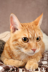 Fototapeta na wymiar Red cat on blanket on brown wall background