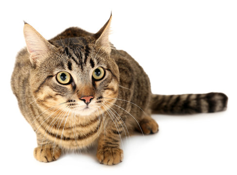 Grey cat isolated on white - Powered by Adobe