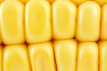 Corn close-up