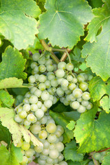 Vignobles &agrave; Wangen sur les coteaux alsaciens &agrave; la route des vins