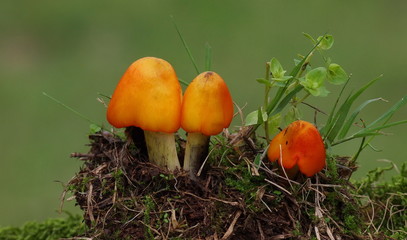 Mushrooms and moss on green background, series