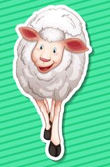 Sheep