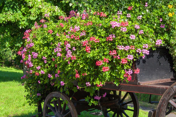 Fototapeta na wymiar Décor floral à Wangen en Alsace, Haut Rhin