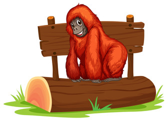 Orangutan © GraphicsRF