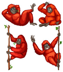 Orangutan © GraphicsRF