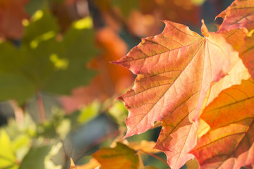 colorful autumn leaves of a maple