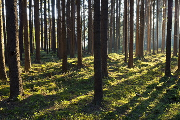 Naklejka premium The primeval forest