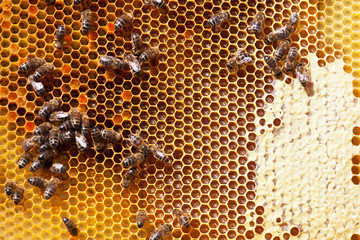 Frame with bee honeycombs filled with honey and bees
