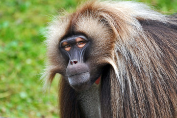 Gelada Baboons (Theropithecus gelada)-portrait