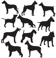 Set of sillhouttes of standing working dogs