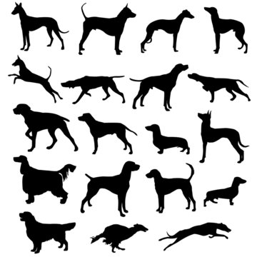 Set of silhouettes of hunting dogs